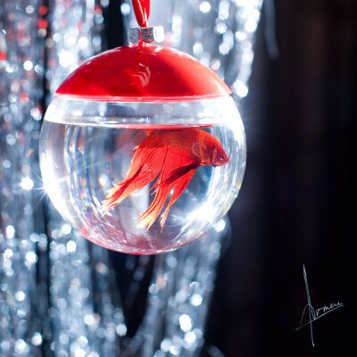 迷人的小小金鱼~~~