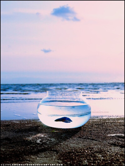 迷人的小小金鱼~~~