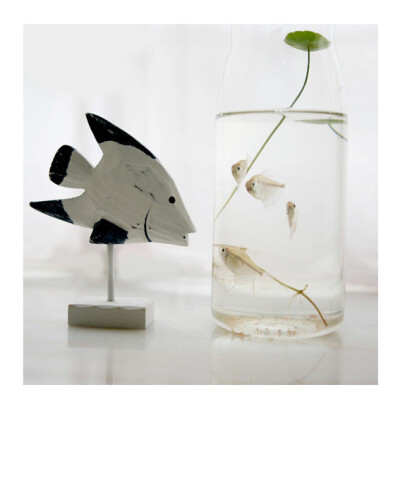 迷人的小小金鱼~~~