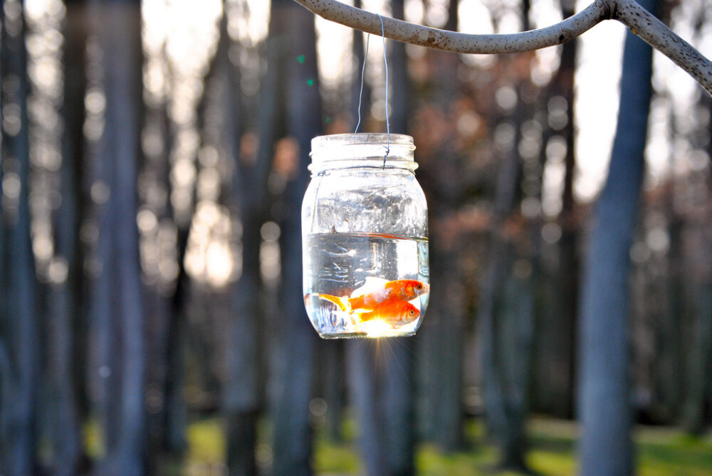 迷人的小小金鱼~~~