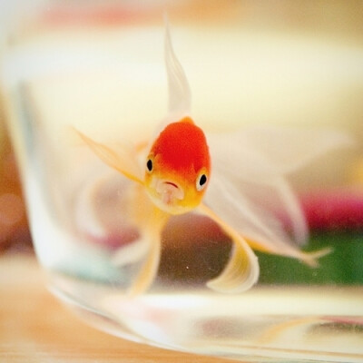 迷人的小小金鱼~~~