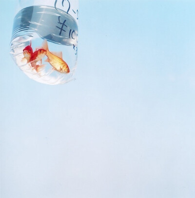 迷人的小小金鱼~~~