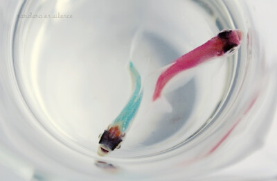 迷人的小小金鱼~~~