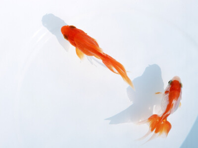 迷人的小小金鱼~~~