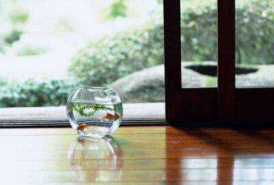 迷人的小小金鱼~~~