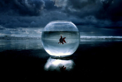 迷人的小小金鱼~~~