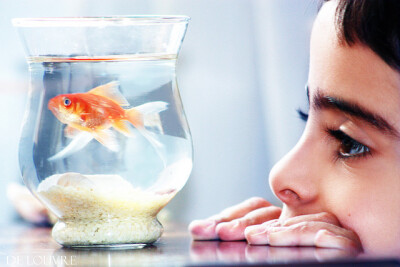 迷人的小小金鱼~~~