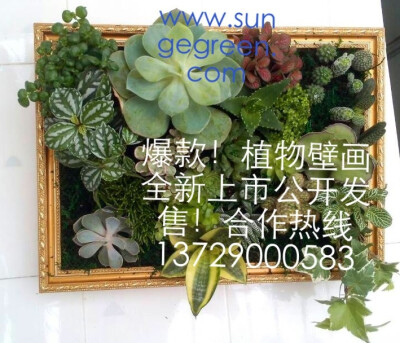 会呼吸的墙。