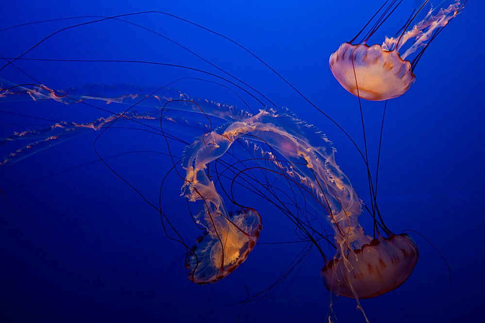 紫纹海刺水母