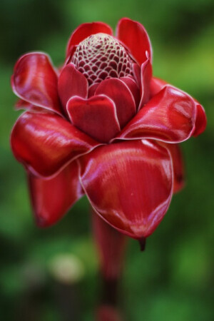 火炬姜（etlingera elatior），又名‘瓷玫瑰’，菲律宾蜡姜花，多年生草本植物，原产地为非洲、南美洲墨西哥和亚洲菲律宾、马来西亚等地。此花花莛粗直，花瓣肥厚、重瓣，呈瓷质或蜡质；花色漂亮，花形优美；花朵宛如一朵火红的莲花；该花花朵若全部开放，有碗口大小，是一种极好的切花品种。该花种植一年后就可开花、采摘，且花期较长，可达1至两个月。同时，由于它的苞片革质肥厚，保水能力强，不易失水，因而保鲜时间长，在常规下可保持半月之久而不衰，又是一种新颖的高档切花。另外瓷玫瑰还可做大型盆栽供室内观赏。