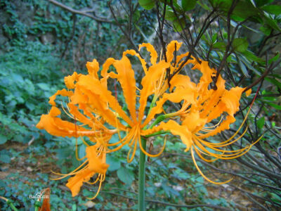 忽地笑（学名：Lycoris aurea），又名铁色箭（本草纲目）、黄花石蒜，为石蒜科石蒜属的植物。分布于日本、缅甸、中国台湾岛以及中国大陆的湖北、湖南、广西、云南、广东、福建、四川等地，生长于海拔600米至2,300米…