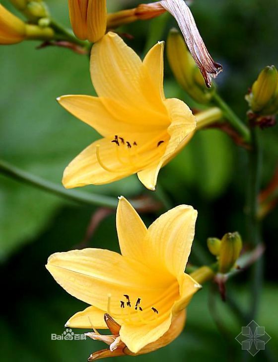 金娃娃萱草（学名：Hemerocallis fuava），百合科多年生草本植物，从北美引进的大花萱草中唯一的一个多季开花品种。株高30厘米，蓬径40～50厘米，初夏开亮黄色花，花径约6厘米。“金娃娃”系近年从萱草多倍体杂种中选出的矮型优良品种。1997年从美国引进，在北京表现良好。