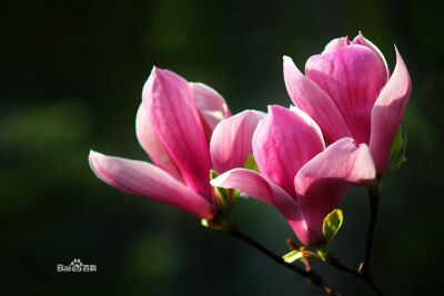 玉兰：木兰科落叶乔木。 （学名：Magnolia denudata），别名白玉兰、望春花、玉兰花。 原产于我国中部各省，现北京及黄河流域以南均有栽培。古时多在亭、台、楼、阁前栽植。现多见于园林、厂矿中孤植，散植，或于道…