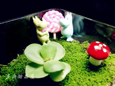 苔藓 青苔 多肉 创意 慢生活 植物 绿色