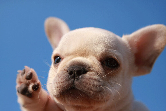 汪星汪领导发言