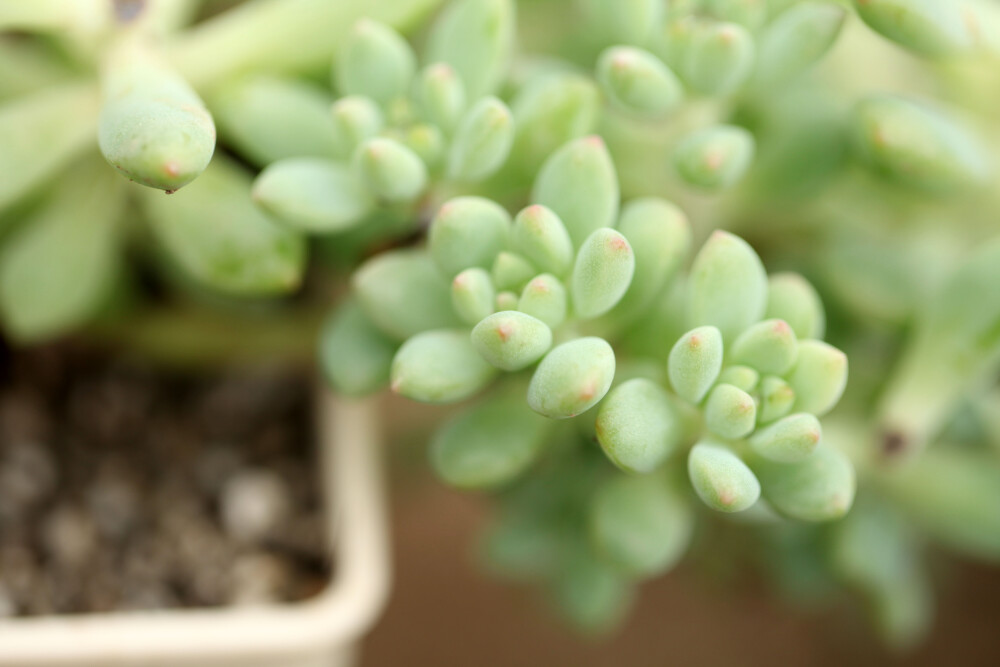 多肉植物 掌上花园--柳叶年华 让我们家小柳来给大家卖个萌..