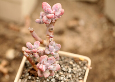 多肉植物 掌上花园--桃之卵 夏季炫彩---大爱..