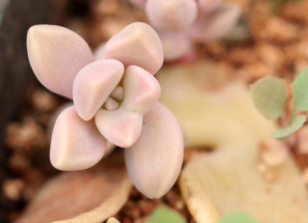 多肉植物 掌上花园--胧月 小妹，你萌过了不是....