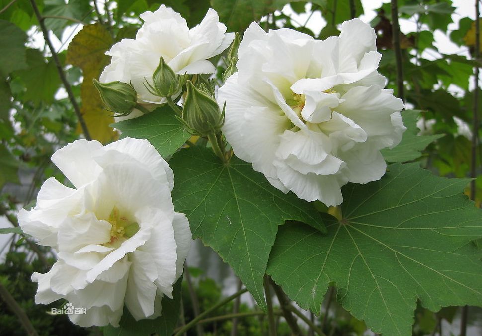 木芙蓉，别名拒霜花，与木槿、扶桑是近亲，为锦葵科木槿属落叶乔灌木。其花形似牡丹，凌霜绽放，极为美观。中国是木芙蓉的故乡，除东北、西北等寒冷地区外，其他地区均有其分布，尤以湖南、四川最盛。人们多将其植于池畔、水滨，形成“木芙蓉照水”的园林景观。除用作观赏外，木芙蓉的花、叶可入药，具有清热、解毒、消肿等功效。