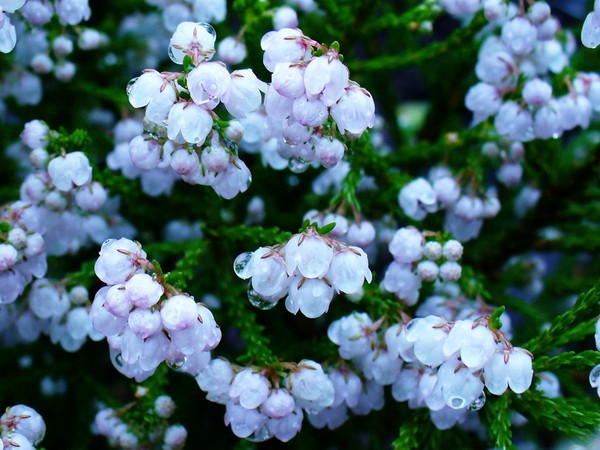 欧石楠（Erica）是指杜鹃花科欧石楠属的植物。全球大约有七百多种的欧石楠，当中大部分都产自南非，被称为“南非特有种的皇后”；另外尚有七十多个物种大致分布于非洲其它地域、地中海地区及欧洲地区。图中显示的“圣诞欧石楠（Ericacanaliculata）”，因为形态像日本的著名图案“蛇の目”（常见于家纹、和伞等），因此在日本有“蛇眼石楠花”的称号。