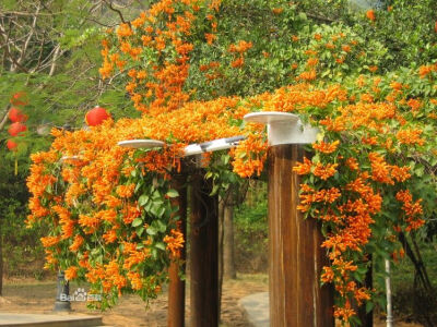 炮仗花因花似炮仗而得名，每当春季开花时节，朵朵金黄色的小花，星星点点的点缀在绿墙上，就像一串串鞭炮，又仿佛一颗火星似的炸成一片，给花园、环境增添许多喜庆色彩。