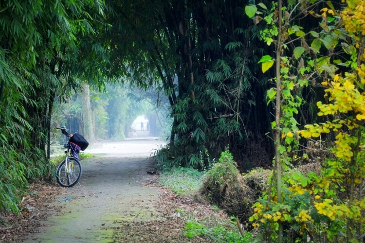 绿色 单车 自行车 林荫小道 乡间 旅游 凉