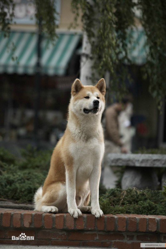 《忠犬八公的故事》改编自1935年发生在日本的真实故事，1987年拍成日本电影，由仲代达矢主演，该片当年曾在日本引起轰动。2009年12月，该片的美国版本上映，由导演莱塞·霍尔斯道姆执导。 电影的原型为1924年秋田犬八公被它的主人上野秀三郎带到东京。每天早上，八公都在家门口目送着上野秀三郎出门上班，然后傍晚时分便到附近的涩谷火车站迎接他下班回家。一天晚上，上野秀三郎并没有如常般回到家中，他在大学里突然中风，抢救无效死了，再也没有回到那个火车站，可是八公依然忠实地等着他。