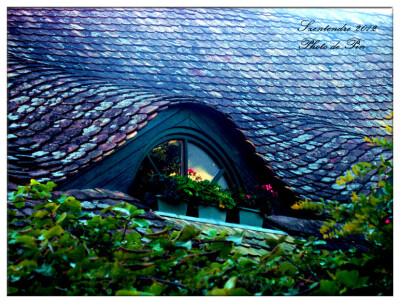 匈牙利山丹丹:)