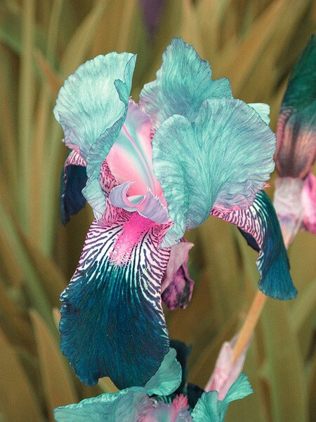 鸢尾 Iris：鸢尾属鸢尾科，全世界约300种，Iris来自希腊语意为“彩虹”。天然鸢尾主要分布在北非、西班牙葡萄牙、高加索地区等。通常德国鸢尾、西班牙鸢尾、黄鸢尾最常见；荷兰还有"Blue Magic蓝魔”鸢尾、布拉奥鸢尾；法国国花是香根鸢尾