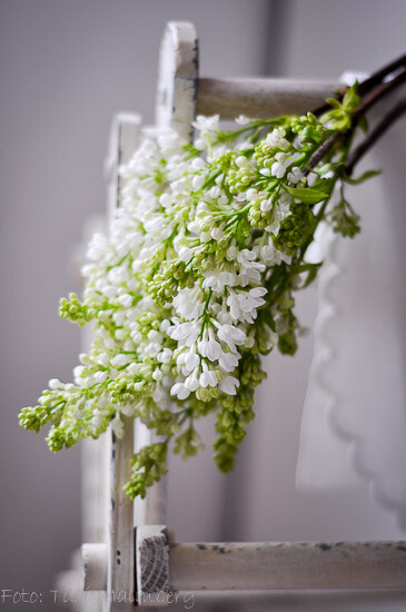 白色小花 花 B162