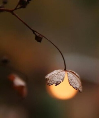 太阳花