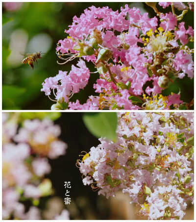 夏日的紫薇花与蜜