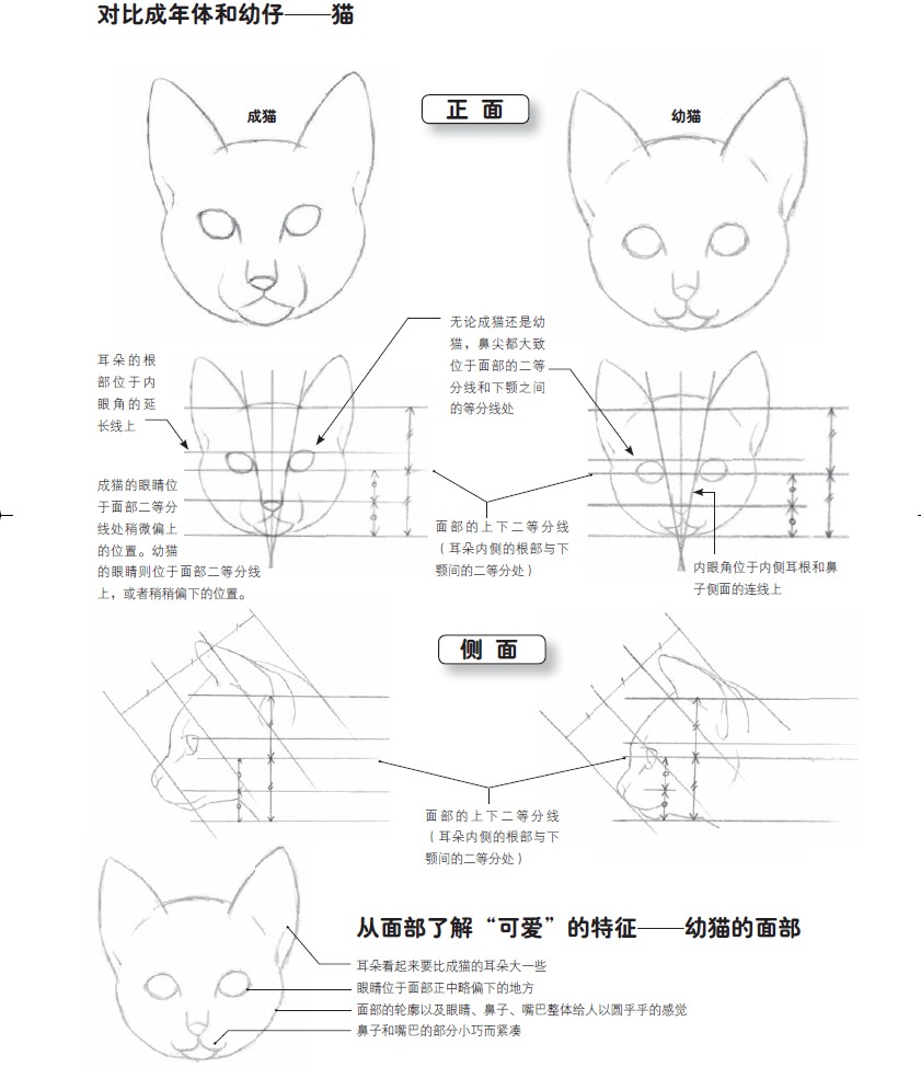 成年与幼崽对比