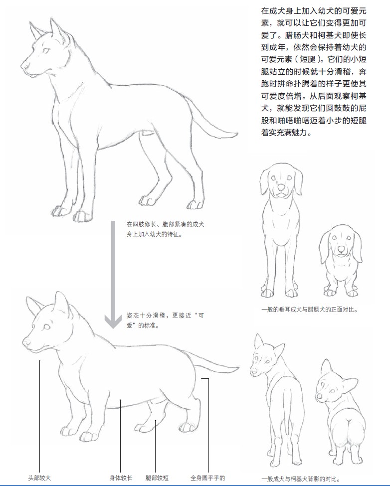 可爱的元素不仅适用于幼仔，也适用于成年体