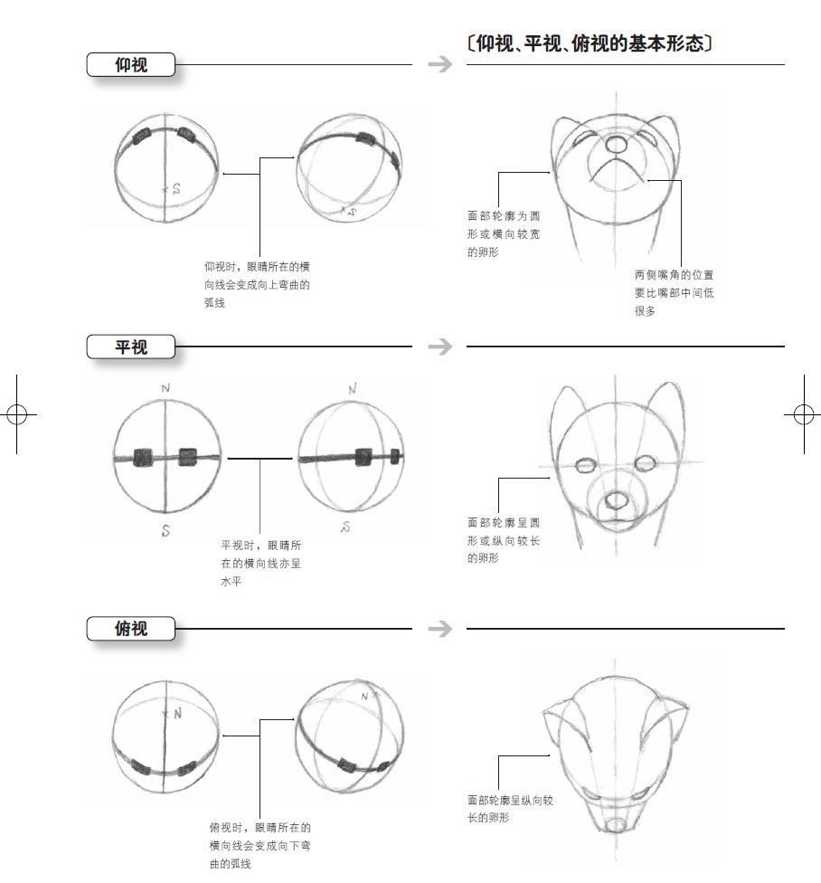 各个角度的头部素描模型