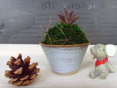 多肉植物手作品牌 ，欢迎大家进入多肉植物的创意空间！ http://item.taobao.com/item.htm?spm=686.1000925.1000774.15.vgSmKo&amp;id=26503864411