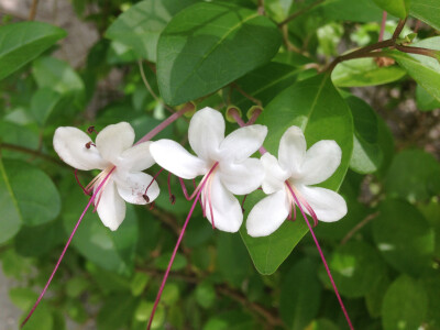 花花草草