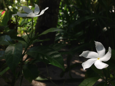 伞房狗牙花