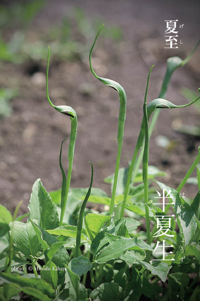 曆 - 夏至 第三十候 - 半夏生