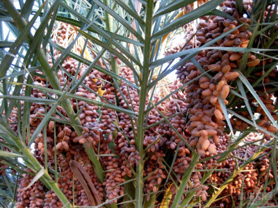 椰枣（英文名称：Date）：又名波斯枣、番枣、伊拉克枣，是枣椰树（学名：Phoenix dactylifera ）的果实，《本草纲目》称无漏子。