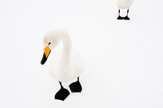 “Swan Serenade”是意大利摄影师 Stefano Unterthiner 完成于2010年的一个拍摄项目，在这个项目中，摄影师前往日本北海道记录大天鹅在越冬期栖息的状况，完美记录下人类干扰之外的自然之美。这一拍摄项目亦获得了2011年 World Press Award