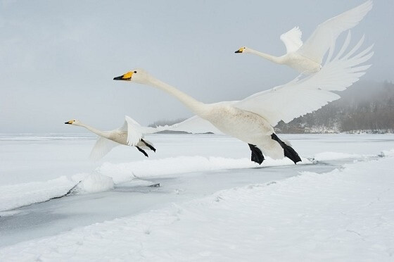 “Swan Serenade”是意大利摄影师 Stefano Unterthiner 完成于2010年的一个拍摄项目，在这个项目中，摄影师前往日本北海道记录大天鹅在越冬期栖息的状况，完美记录下人类干扰之外的自然之美。这一拍摄项目亦获得了2011年 World Press Award