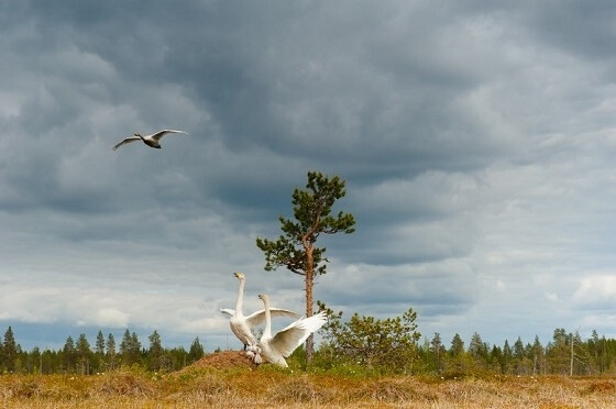 “Swan Serenade”是意大利摄影师 Stefano Unterthiner 完成于2010年的一个拍摄项目，在这个项目中，摄影师前往日本北海道记录大天鹅在越冬期栖息的状况，完美记录下人类干扰之外的自然之美。这一拍摄项目亦获得了2011年 World Press Award