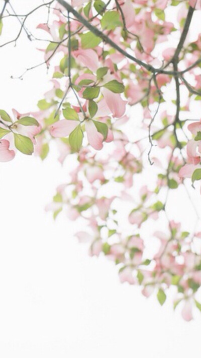 iPhone5壁纸、手机壁纸、背景。愤怒de小他的她、✿ฺ✿ฺ✿ฺ✿ฺ✿ฺ(◡‿◡ฺ*)❤ฺ。