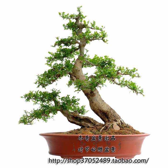 http://shop37052489.taobao.com/对节白蜡盆景