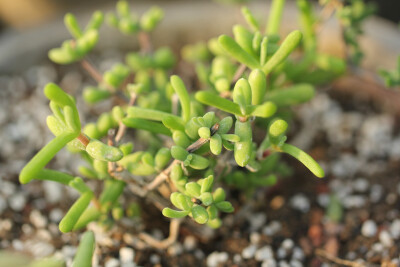 多肉植物 掌上花园--枝干番杏 给我一楼阳光........