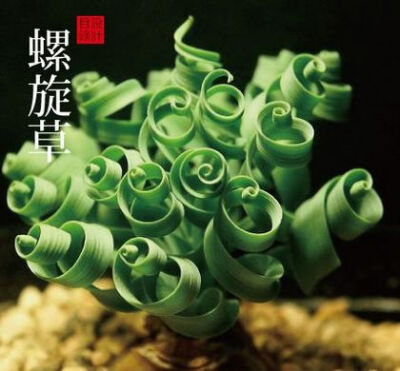 【多肉植物】螺旋草