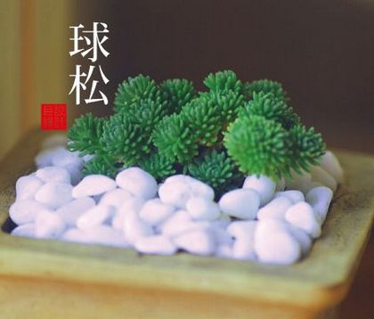 【多肉植物】球松