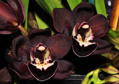  Black Orchids