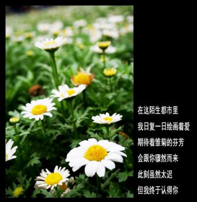 雏菊